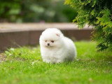 3 chiots Poméranien Spitz non LOF d'avril 2026 en vente