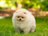 3 chiots Poméranien Spitz non LOF d'avril 2026 en vente