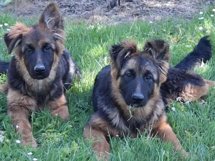 Deux chiots femelles Berger Allemand LOF de décembre 2025 en vente