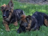 Deux chiots femelles Berger Allemand LOF de décembre 2025 en vente