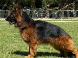 Deux chiots femelles Berger Allemand LOF de décembre 2025 en vente