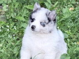 4 chiots Pomsky F4 non LOF nés en avril 2026 merle fauve et noir en vente