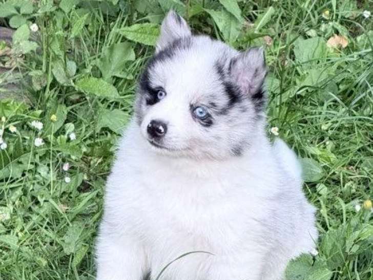 4 chiots Pomsky F4 non LOF nés en avril 2026 merle fauve et noir en vente
