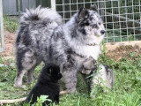 4 chiots Pomsky F4 non LOF nés en avril 2026 merle fauve et noir en vente