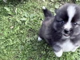 4 chiots Pomsky F4 non LOF nés en avril 2026 merle fauve et noir en vente