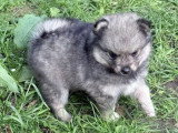 4 chiots Pomsky F4 non LOF nés en avril 2026 merle fauve et noir en vente