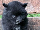 4 chiots Pomsky F4 non LOF nés en avril 2026 merle fauve et noir en vente