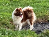 4 chiots Pomsky F4 non LOF nés en avril 2026 merle fauve et noir en vente