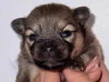 1 mâle Chihuahua poil long  fauve LOF à vendre né en mai 2026