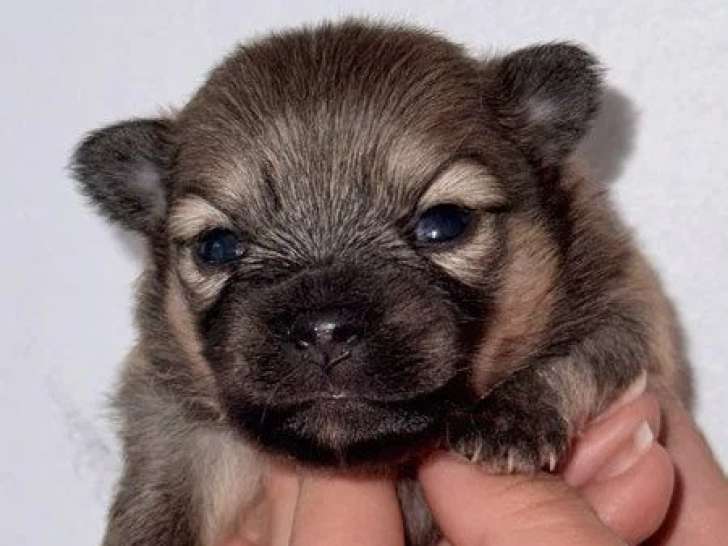 1 mâle Chihuahua poil long fauve LOF à vendre né en mai 2026