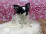 1 mâle Chihuahua poil long fauve LOF à vendre né en mai 2026