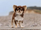 1 mâle Chihuahua poil long fauve LOF à vendre né en mai 2026