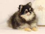 2 chiots Spitz Nain Pomeranien mâles non LOF à vendre, nés en juin 2026