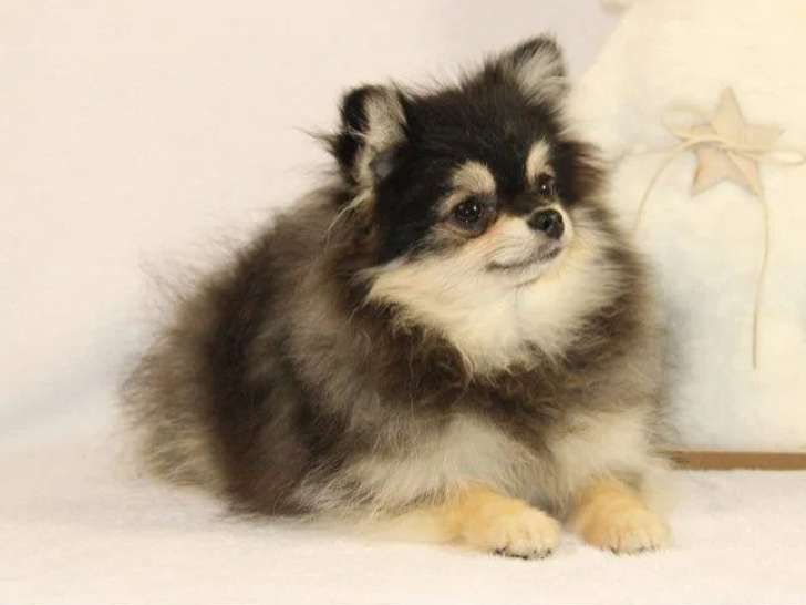 2 chiots Spitz Nain Pomeranien mâles non LOF à vendre, nés en juin 2026