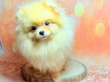 2 chiots Spitz Nain Pomeranien mâles non LOF à vendre, nés en juin 2026