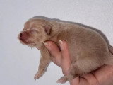 2 chiots Spitz Nain Pomeranien mâles non LOF à vendre, nés en juin 2026