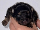 2 chiots Spitz Nain Pomeranien mâles non LOF à vendre, nés en juin 2026