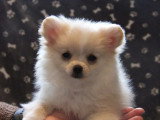 5 chiots Pomchi non LOF en vente nés en mars 2026