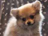 5 chiots Pomchi non LOF en vente nés en mars 2026