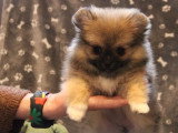 5 chiots Pomchi non LOF en vente nés en mars 2026