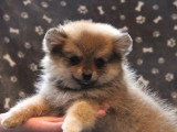 5 chiots Pomchi non LOF en vente nés en mars 2026
