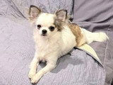 5 chiots Pomchi non LOF en vente nés en mars 2026