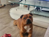 Chien mâle Staffie LOF à vendre