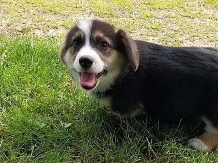 Deux chiots Welsh Corgi Pembroke tricolores LOF nés en mars 2026 à vendre