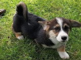 Deux chiots Welsh Corgi Pembroke tricolores LOF nés en mars 2026 à vendre