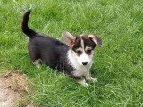 Deux chiots Welsh Corgi Pembroke tricolores LOF nés en mars 2026 à vendre