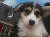 Deux chiots Welsh Corgi Pembroke tricolores LOF nés en mars 2026 à vendre