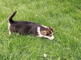 Deux chiots Welsh Corgi Pembroke tricolores LOF nés en mars 2026 à vendre