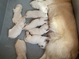 8 chiots Golden Retriever nés en mai 2026 LOF à réserver