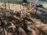 8 chiots Golden Retriever nés en mai 2026 LOF à réserver