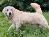 8 chiots Golden Retriever nés en mai 2026 LOF à réserver