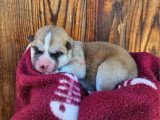 Chiots Akita Inu à réserver