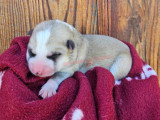 Chiots Akita Inu à réserver