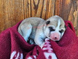 Chiots Akita Inu à réserver