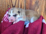 Chiots Akita Inu à réserver