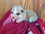 Chiots Akita Inu à réserver