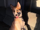 Chienne adulte Husky croisée Malamute à vendre