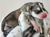 Chiots Husky Sibérien à réserver