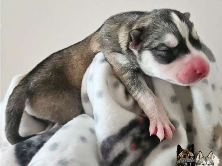 Chiots Husky Sibérien à réserver