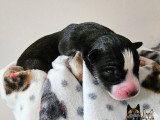 Chiots Husky Sibérien à réserver