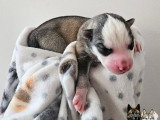 Chiots Husky Sibérien à réserver