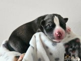Chiots Husky Sibérien à réserver