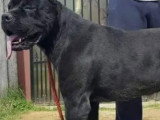 Chien adulte Cane Corso LOF à vendre