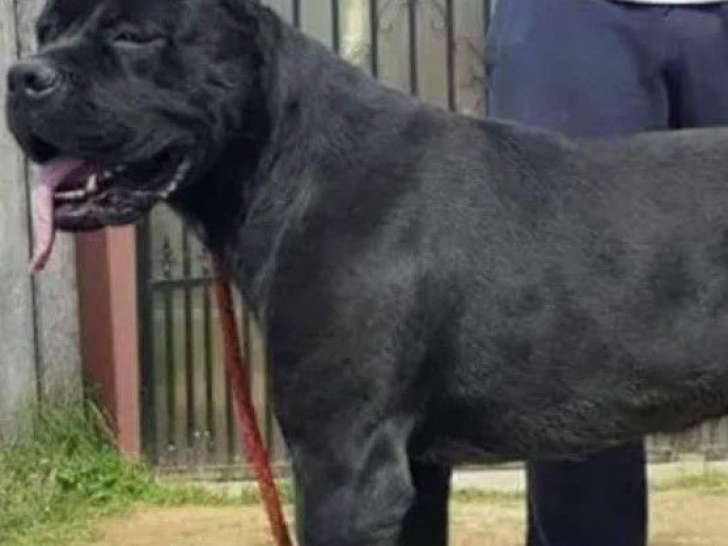 Chien adulte Cane Corso LOF à vendre