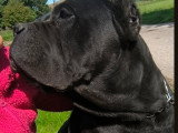 Chien adulte Cane Corso LOF à vendre