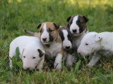 Chiots de race Bull Terrier à vendre (6 femelles & 1 mâle)